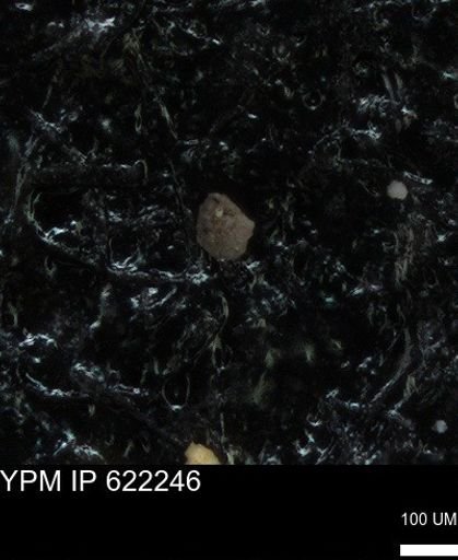 undet. Foraminiferida