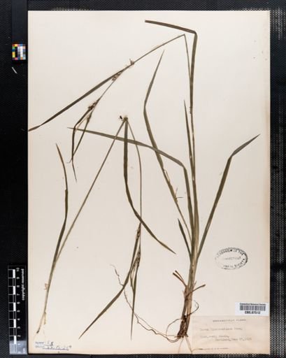 Carex hitchcockiana