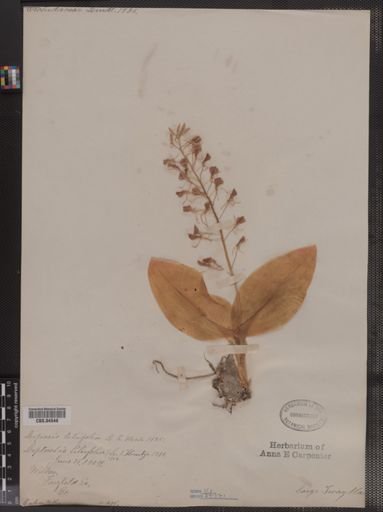 Liparis liliifolia