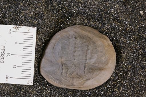 Euproops danae