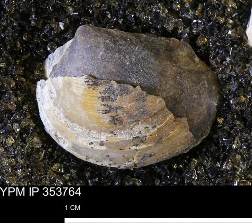 Limopsis striatopunctatus