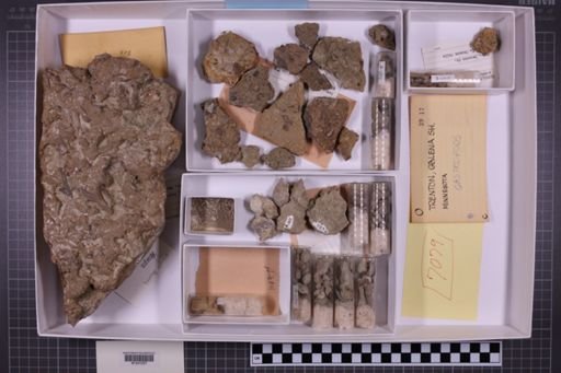 mixed taxa, stratigraphic collection