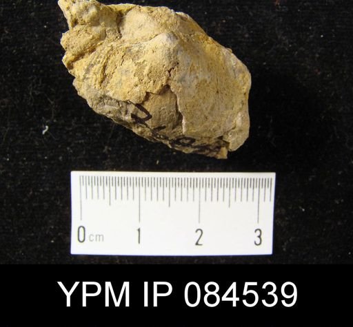 Schizophoria senecta