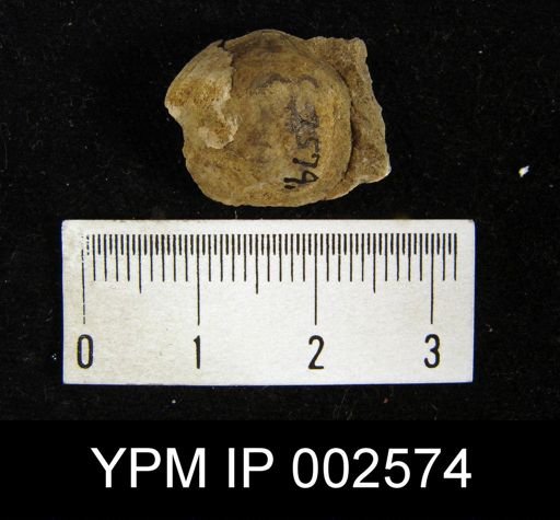 Terebratula formicata