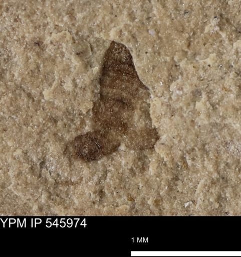 taxon undetermined