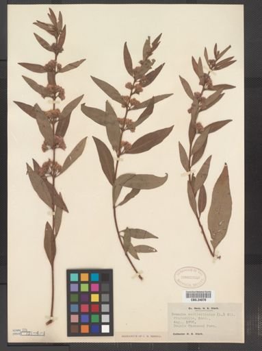 Decodon verticillatus
