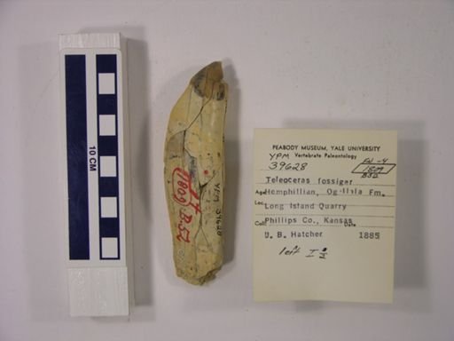 Teleoceras fossiger