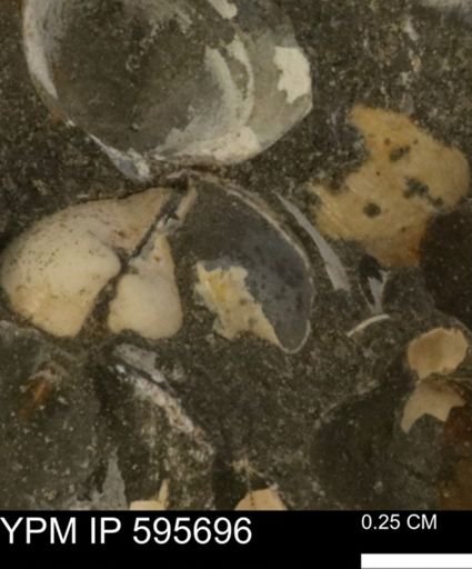 Protocardia sp.