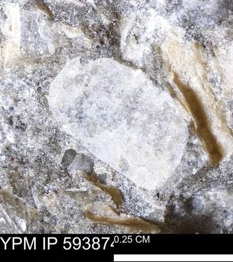 undet. Mollusca