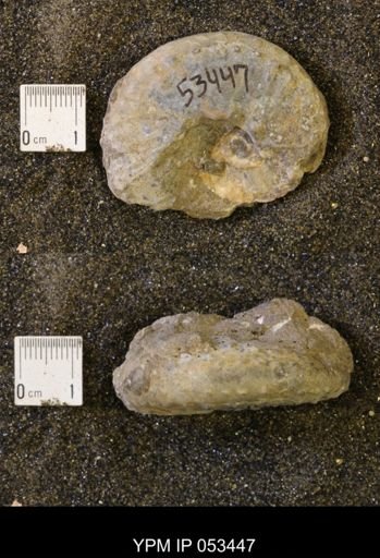 Discoscaphites conradi