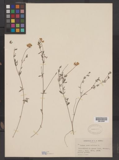 Lotus corniculatus
