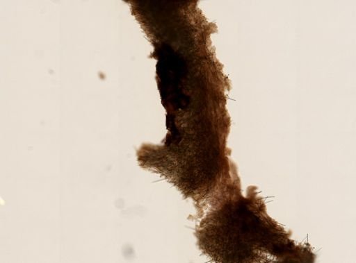Cliona sp.