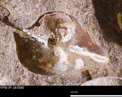 Limopsis striatopunctatus