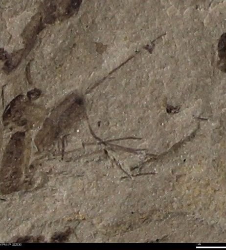 undet. Insecta