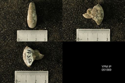 Hoploscaphites nicolletii
