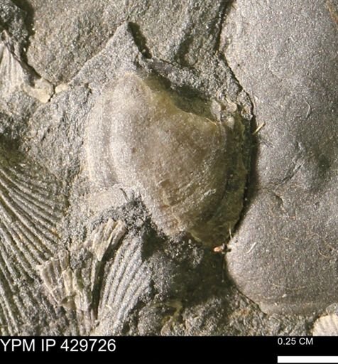 Ambocoelia sp.