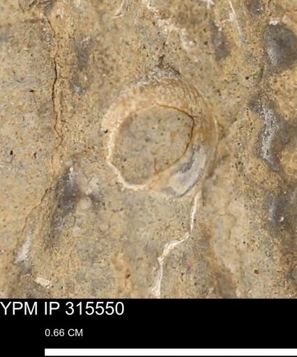 Mollusca