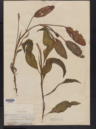 Potamogeton amplifolius