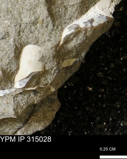 undet. Bivalvia