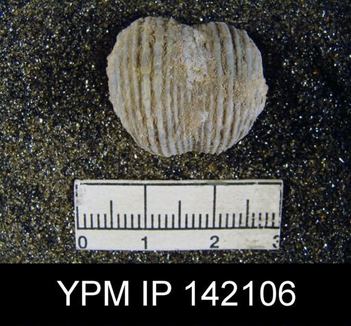 Productus gratiosus