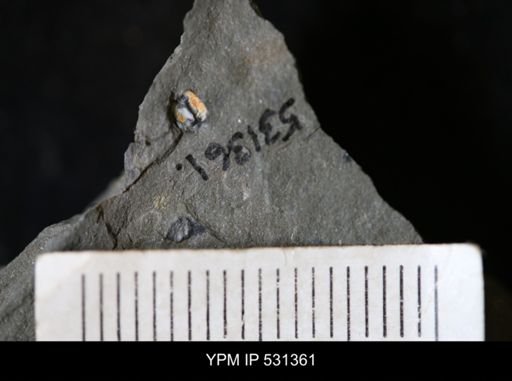 Ostracoda?