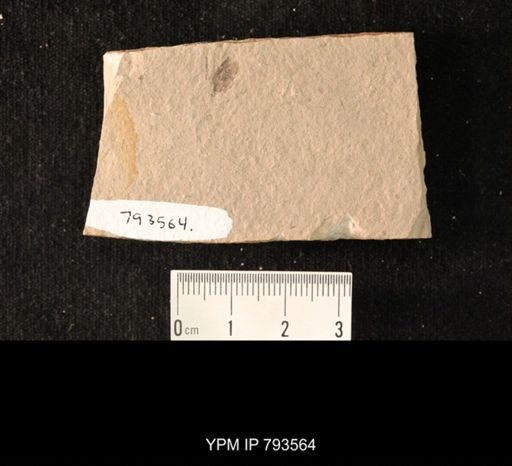 undet. Hexapoda