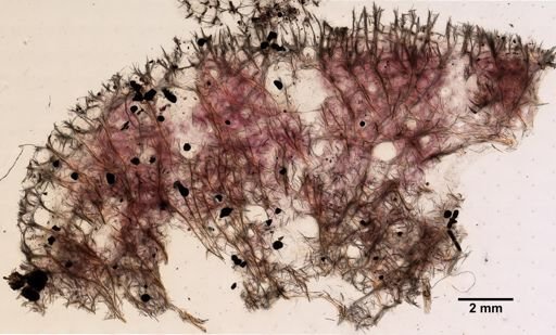 Niphates erecta