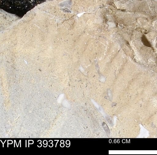 undet. Serpulidae