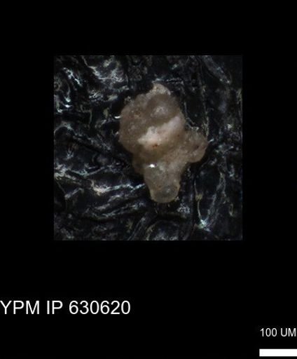 undet. Foraminiferida