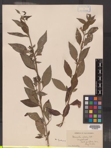 Mimulus alatus