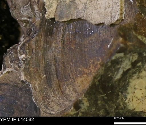 Limopsis striatopunctatus
