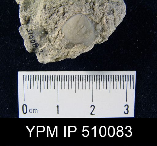 undet. Athyridida