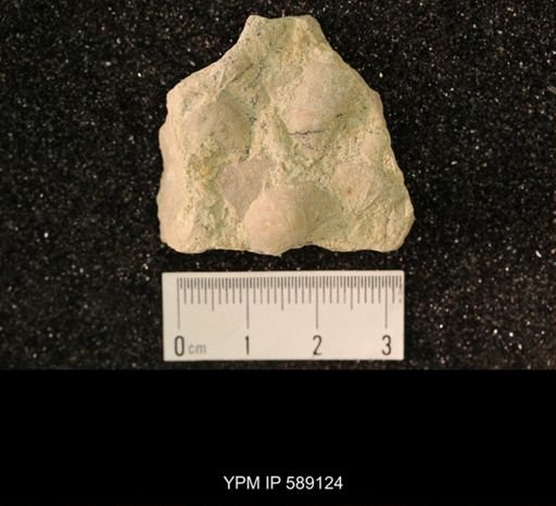 Sowerbyella sericea
