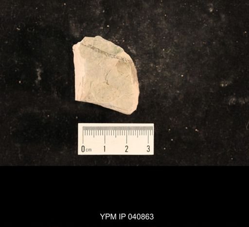 Liomopteridae