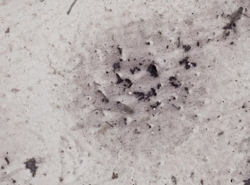 Clepsidrina polymorpha
