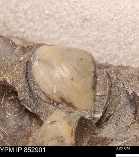 Limopsis striatopunctatus