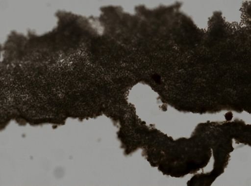 Didemnidae?