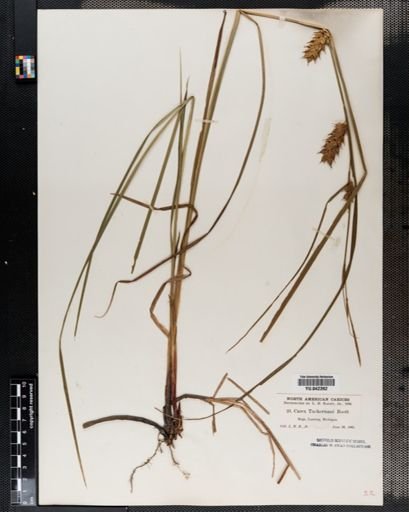 Carex