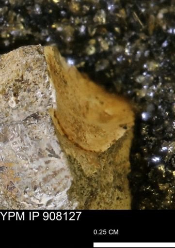 undet. Mollusca