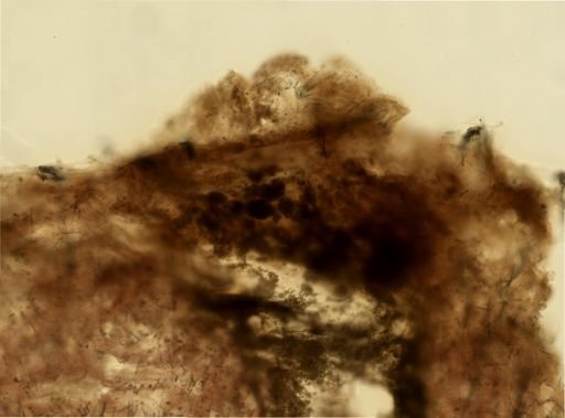 Agelas sp.