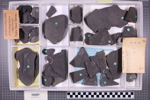 mixed taxa, stratigraphic collection