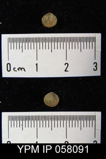 Anoplotheca concava
