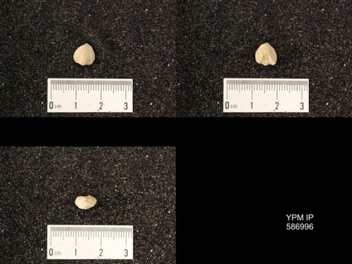 Rhynchotrema anticostiensis