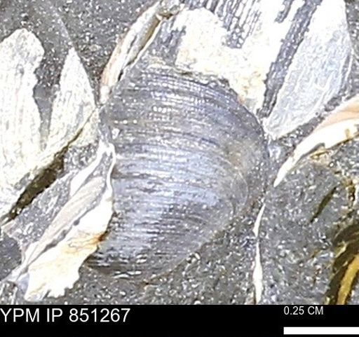 Limopsis striatopunctatus