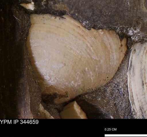 Limopsis striatopunctatus