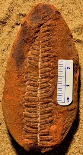 Pecopteris
