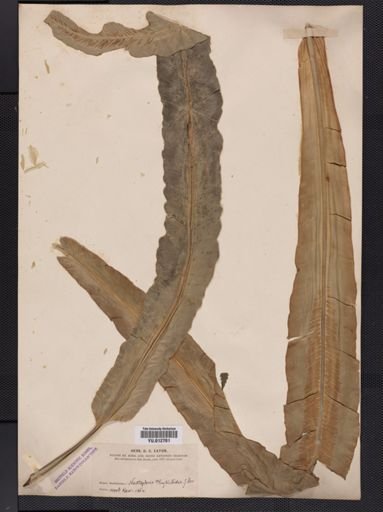 Asplenium