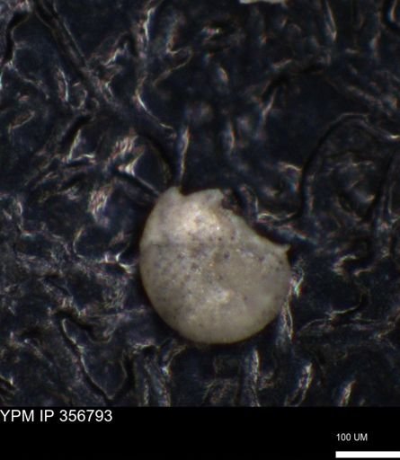 undet. Foraminiferida