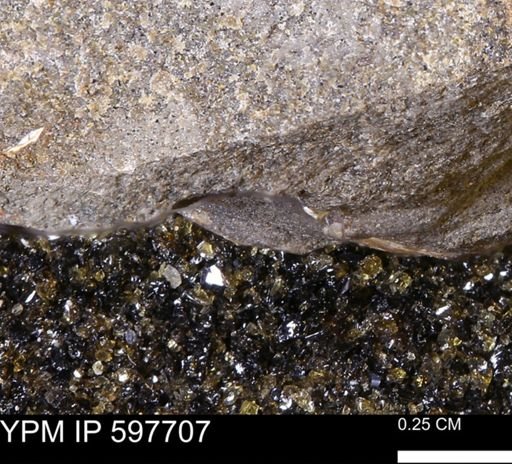 undet. Mollusca