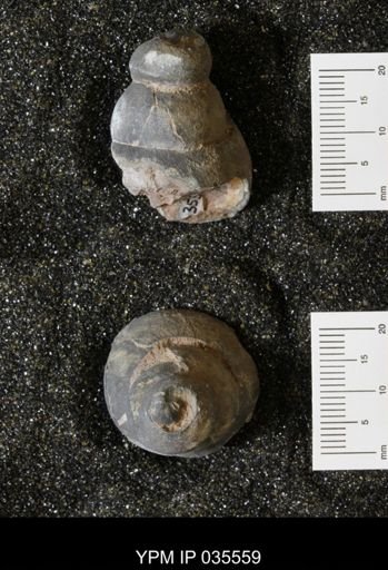 Campeloma harlowtonensis